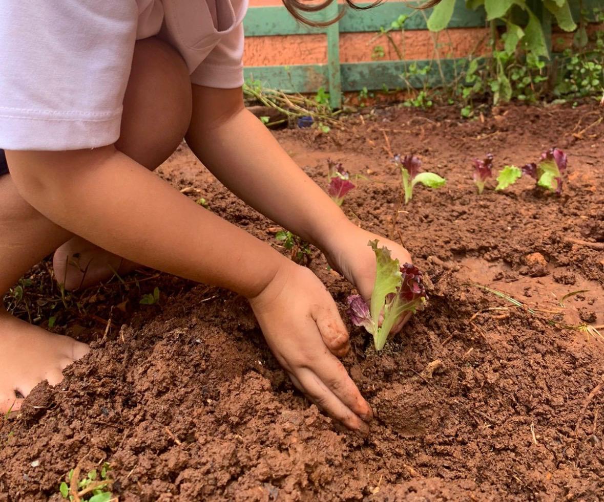 Criança plantando uma muda na horta educativa
