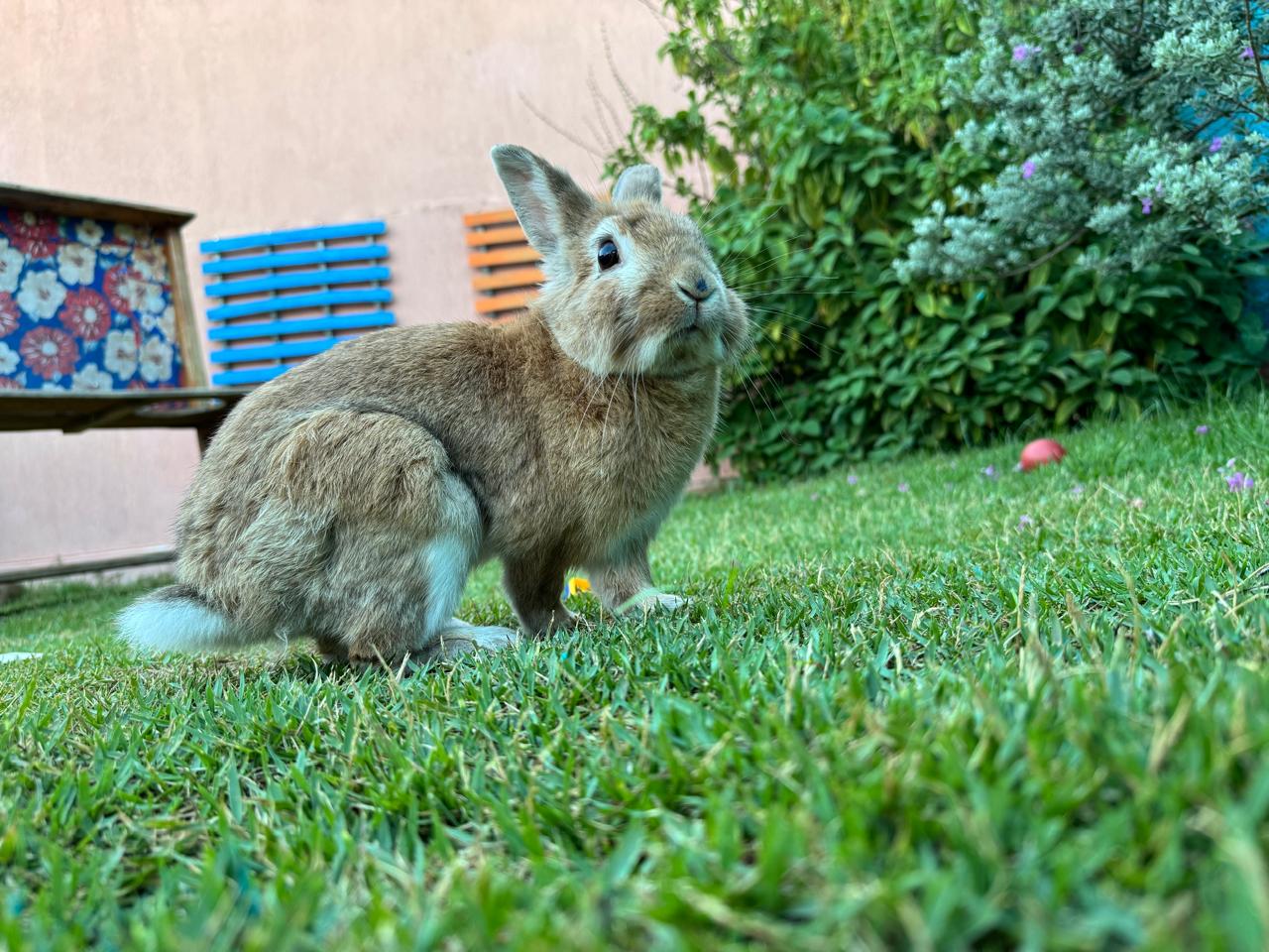 Mascote coelho no jardim da escola
