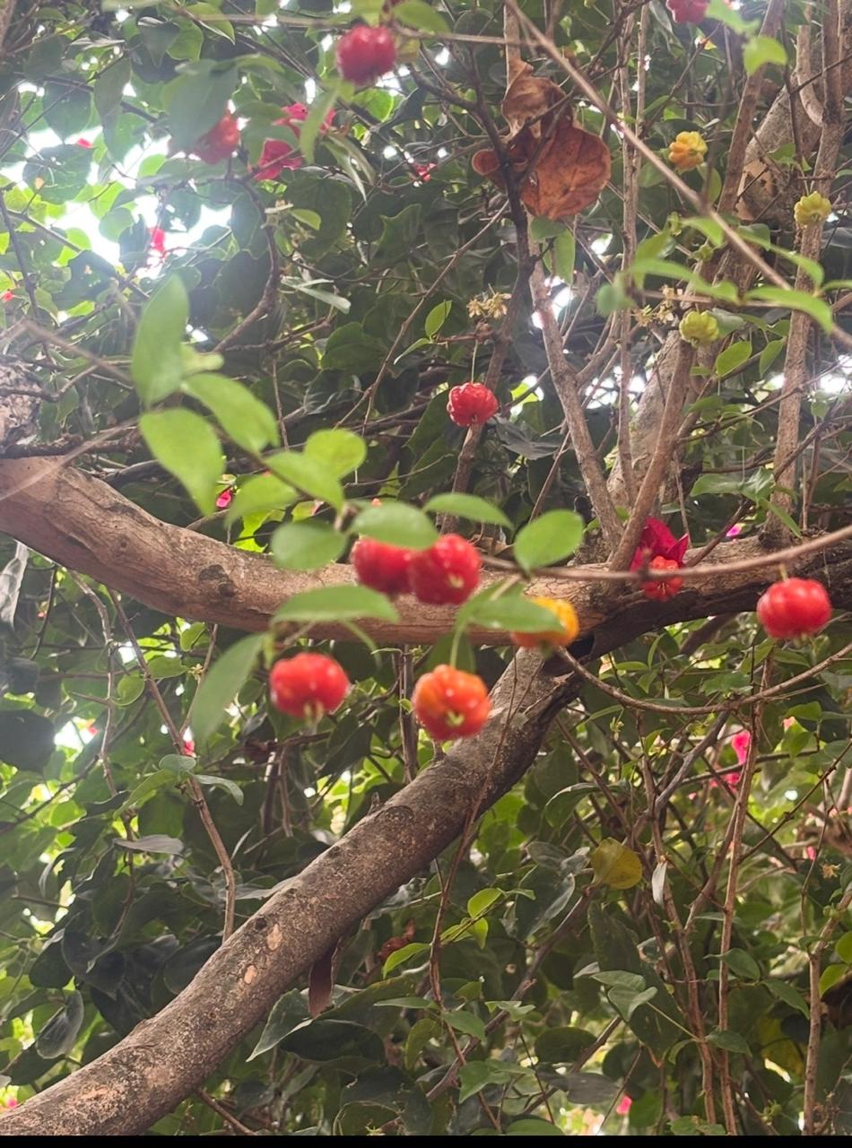 Árvore com frutos no espaço externo da escola